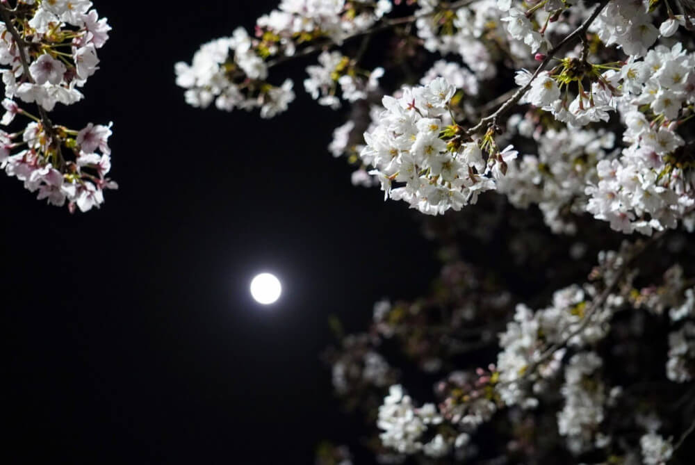 今夜はスーパームーン 満開の桜と綺麗な満月のコラボが見れるかも 西宮フォト 西宮つーしん