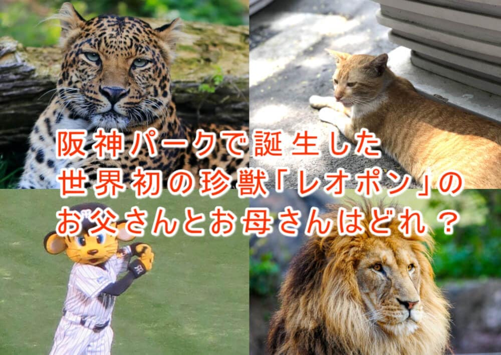 阪神パークで誕生した世界初の珍獣「レオポン」のお父さんとお母さんは