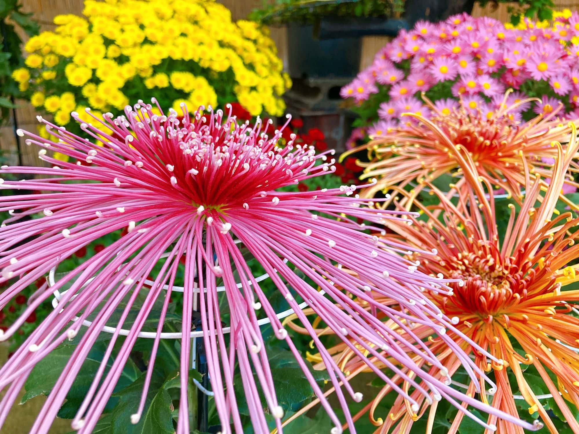 西宮神社でめずらしい菊の花がいっぱい飾られてる 11月16日まで開催 西宮つーしん