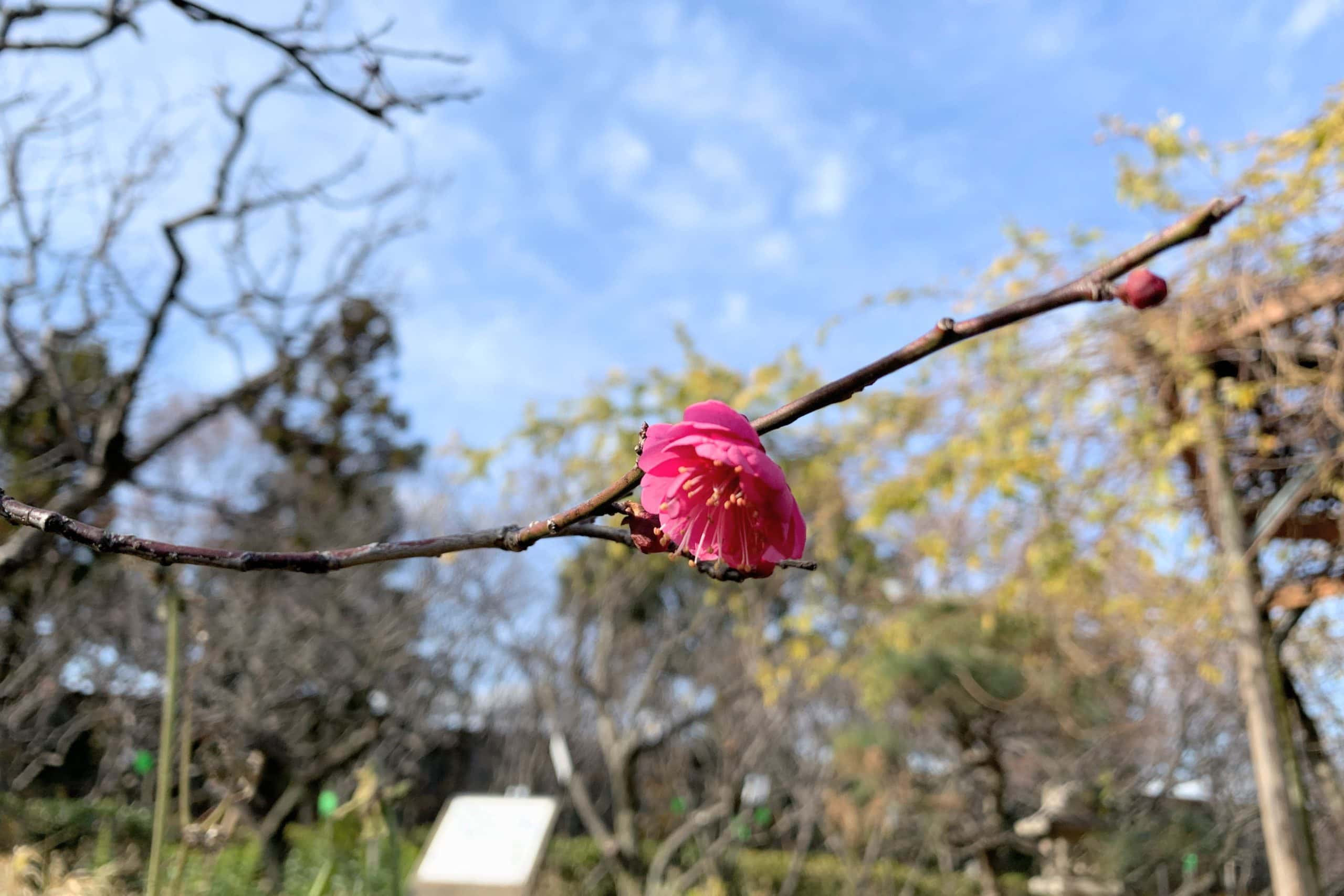 めっちゃ寒いけどもうすぐ春な感じ 西宮フォト 西宮つーしん