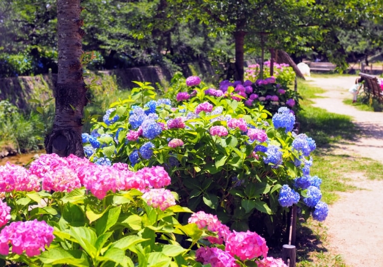 今年も夙川で紫陽花が綺麗に咲いてる 動画あり 西宮フォト 西宮つーしん