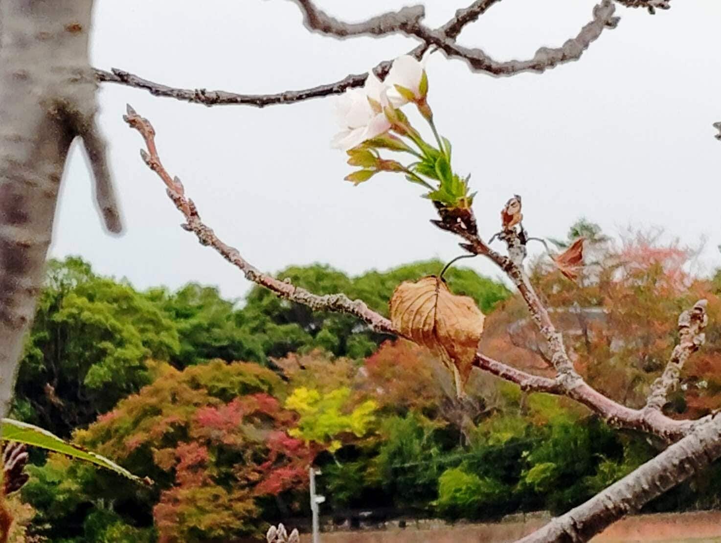 SP ほっとできる清楚な幼なじみ 園池 桜子 サイン SP 園池 桜子(サイン入り) 販売 | HOOKSOFT&SMEE&ASa Project | Lycee