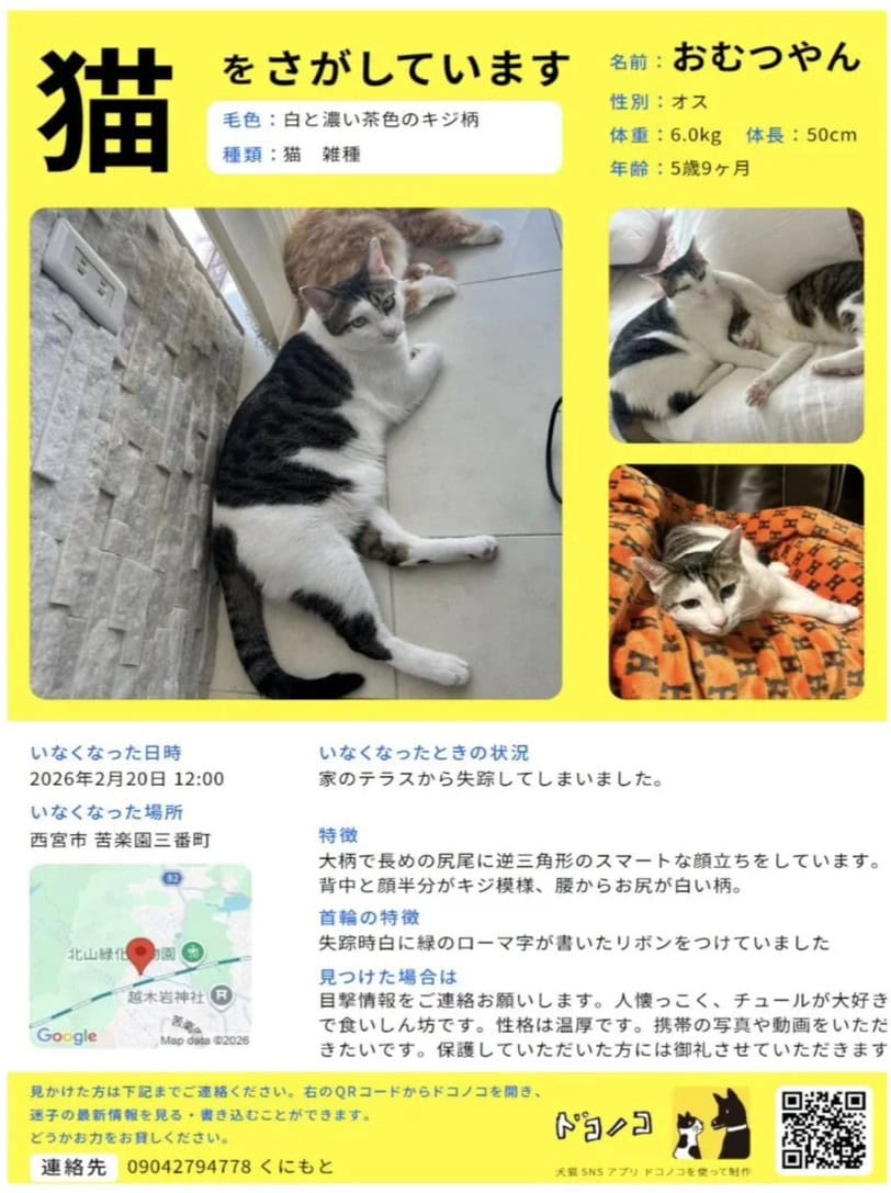 迷い猫おむつやんのチラシ