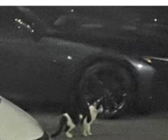 3月26日 夜に目撃されたおむつやん